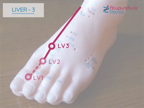 liver channel acupuncture points.